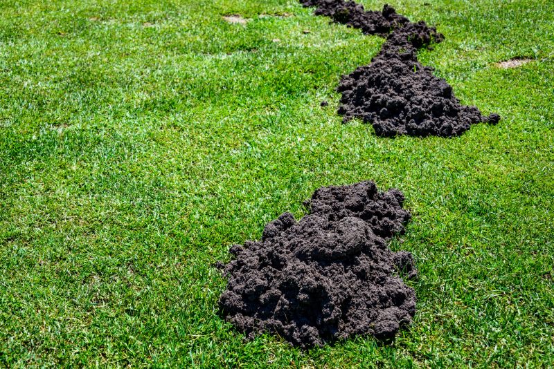 How Underground Mole Tunnels Damage Lawns And Irrigation Systems