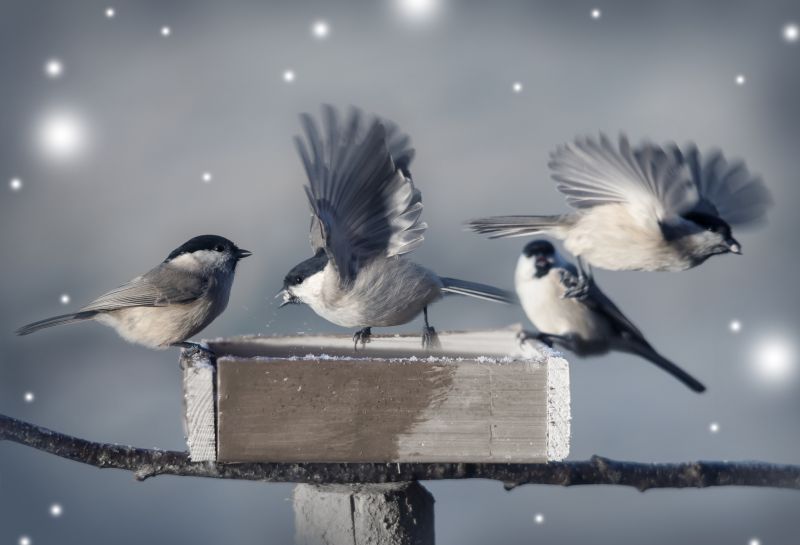 Signs Wildlife Has Moved Into Your Attic, Walls, Or Crawl Space