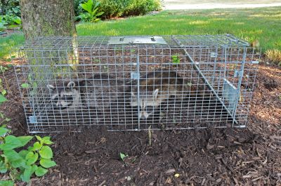 Signs You Need Professional Wildlife Removal In Your Home Or Attic