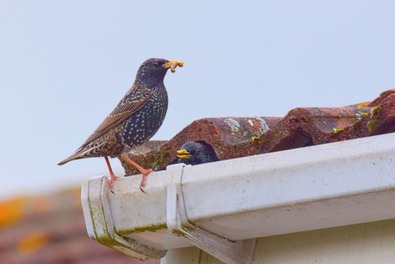 Birds on Roof