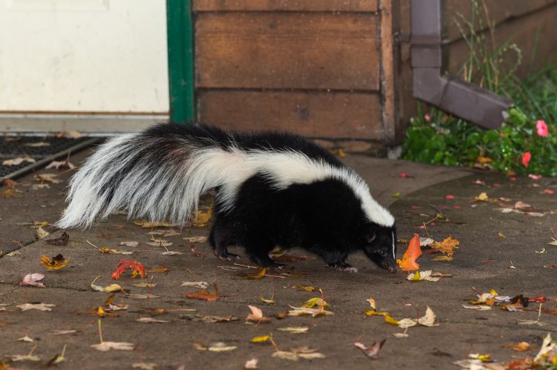 Skunk Encounter