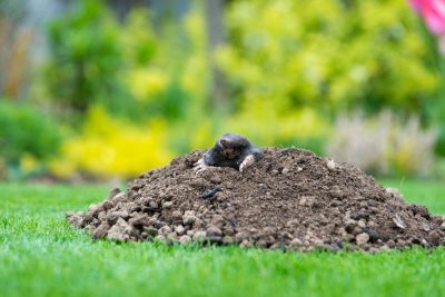 Plant protection