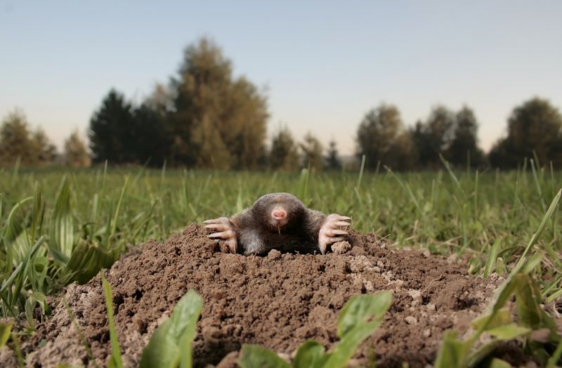 Mole Extermination Services Overview