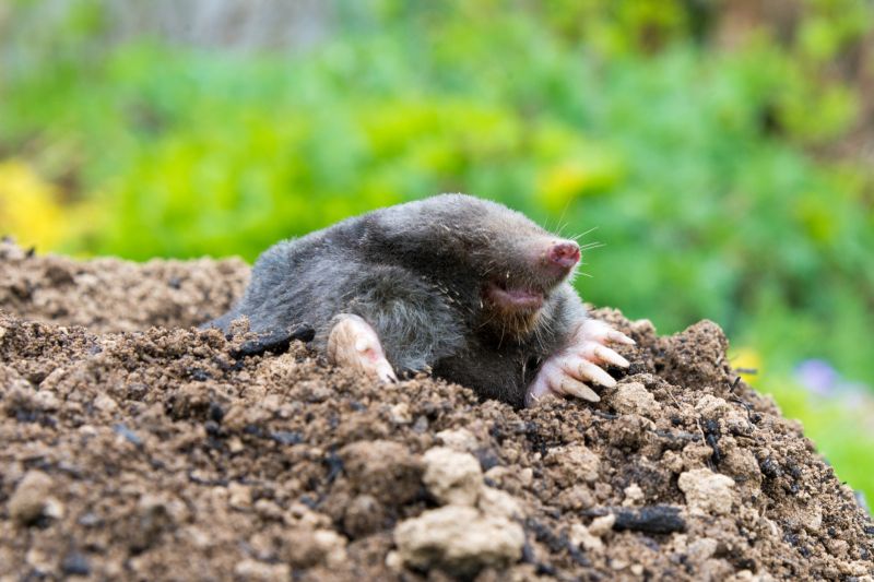 Mole Extermination Services & Promotions