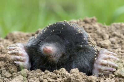 Lawn preservation